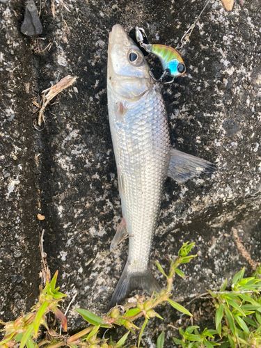 ニゴイの釣果
