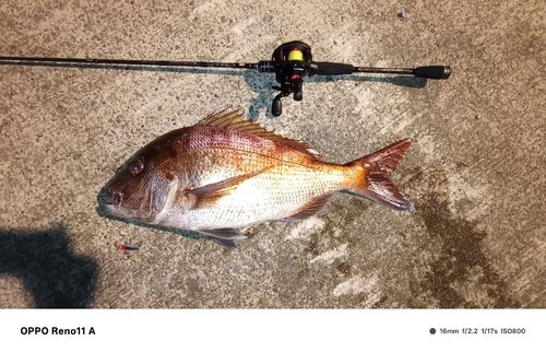 マダイの釣果
