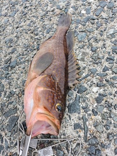 アコウの釣果