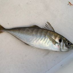 アジ