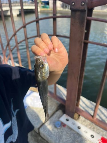 セイゴ(ヒラスズキ)の釣果