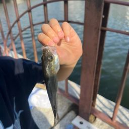 セイゴ（ヒラスズキ）