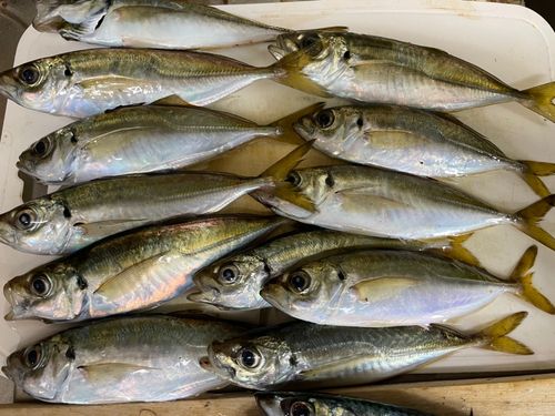 アジの釣果
