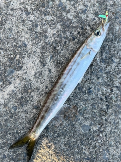 カマスの釣果