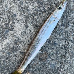 カマス