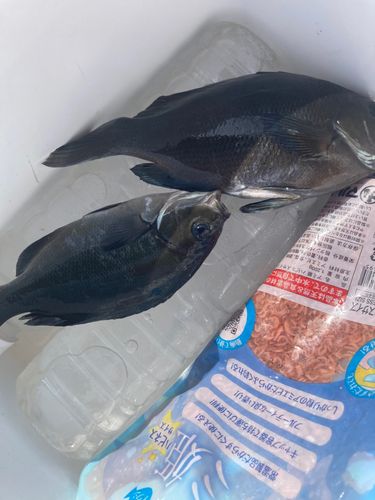 メジナの釣果