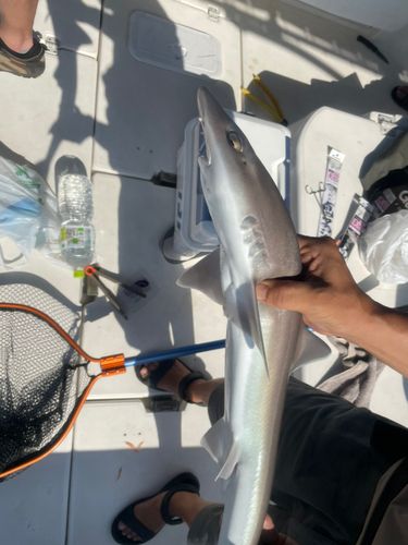 シロザメの釣果