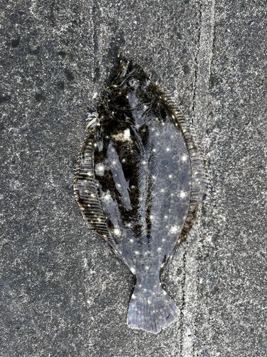 ヒラメの釣果