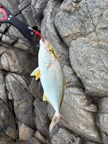 ショゴの釣果