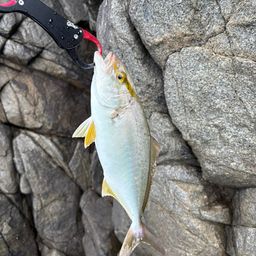 ショゴ