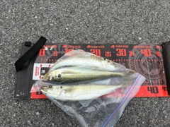 マルアジの釣果