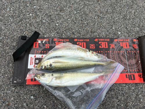 マルアジの釣果