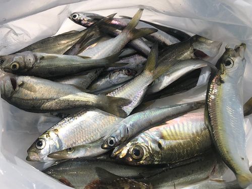 カタクチイワシ