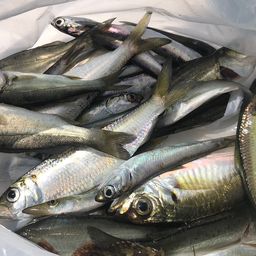 カタクチイワシ