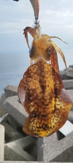 アオリイカの釣果