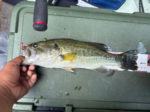 ラージマウスバスの釣果