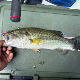 ラージマウスバス