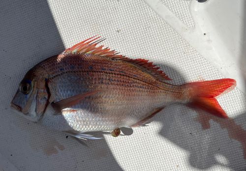 ハナダイの釣果