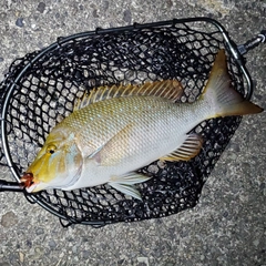ハマフエフキの釣果