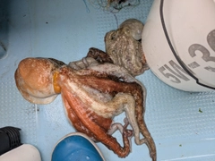 マダコの釣果