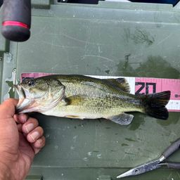 ラージマウスバス