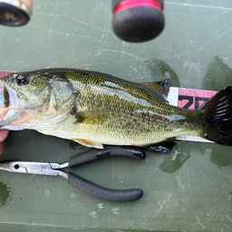 ラージマウスバス