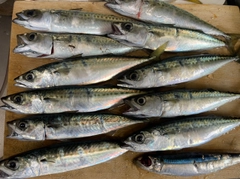 サバの釣果