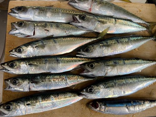 サバの釣果