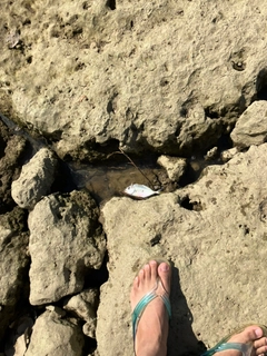 メッキの釣果