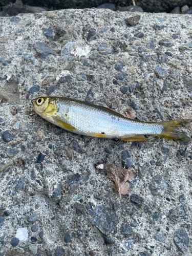 カワムツの釣果