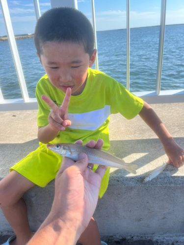 キスの釣果