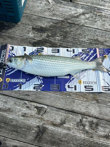 ボラの釣果
