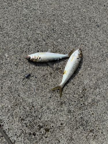 コノシロの釣果