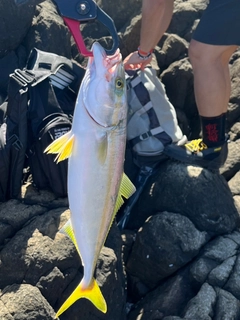 フクラギの釣果