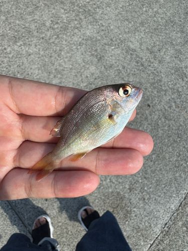 チャリコの釣果