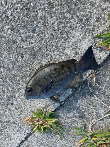 メジナの釣果