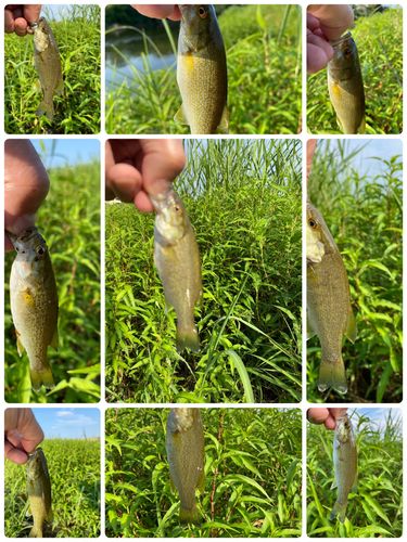スモールマウスバスの釣果