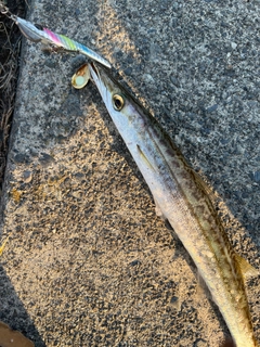 カマスの釣果