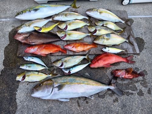 ショゴの釣果