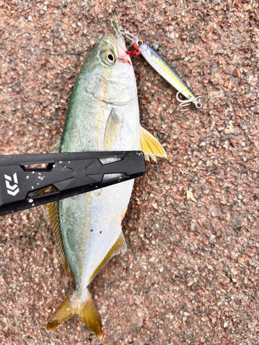 ツバスの釣果