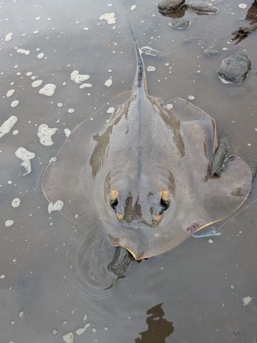 アカエイの釣果