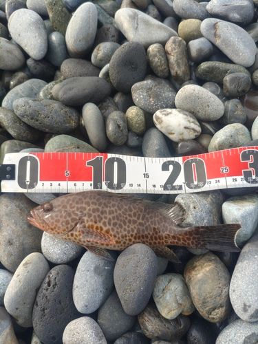 オオモンハタの釣果
