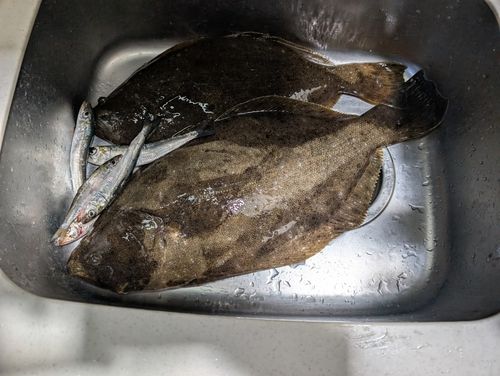 ヒラメの釣果