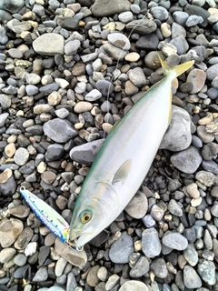 ワカシの釣果