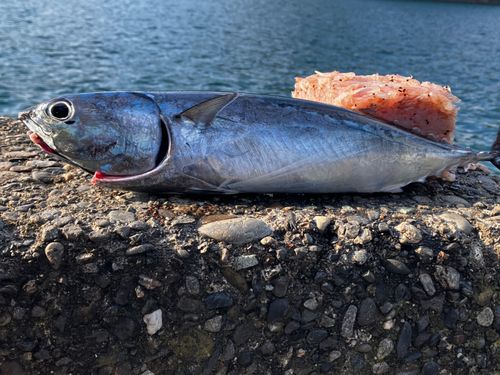 ソウダガツオの釣果