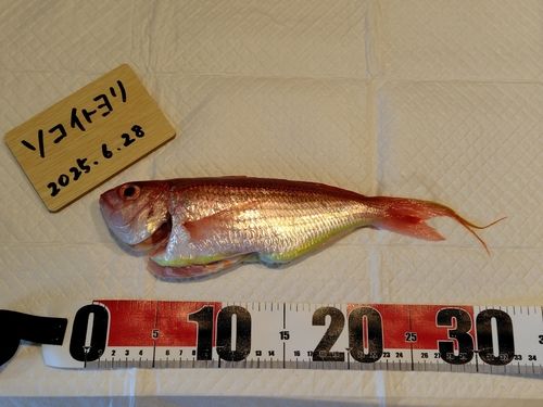 イトヨリダイの釣果