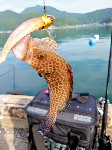 オオモンハタの釣果