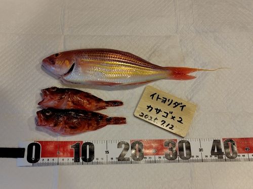 イトヨリダイの釣果