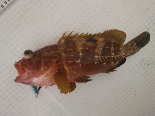 キジハタの釣果