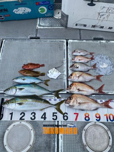タイの釣果